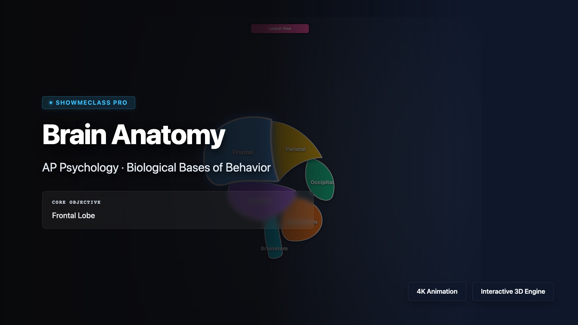 Brain Hemispheres & Lobes visualization thumbnail