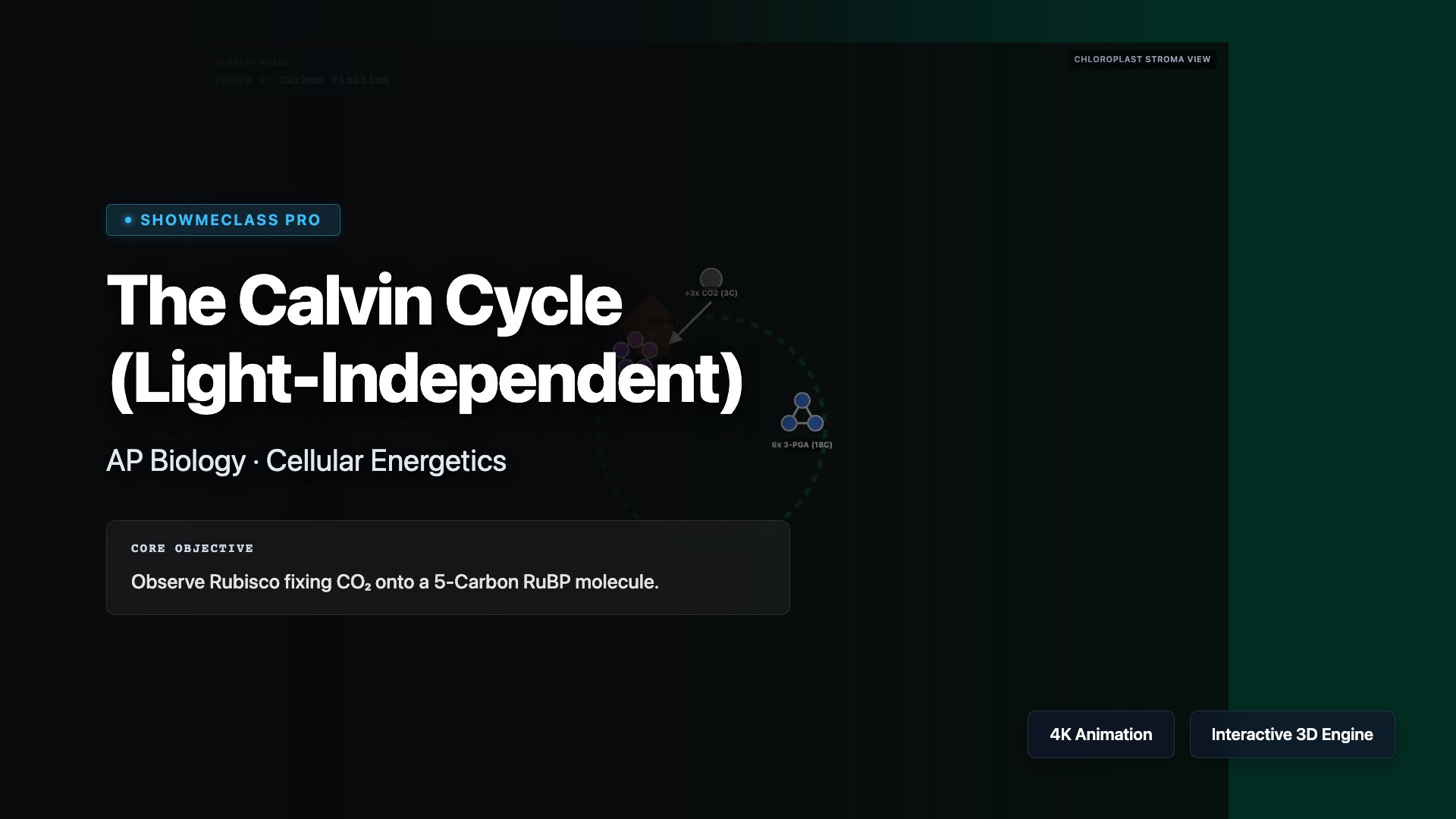 The Calvin Cycle visualization thumbnail
