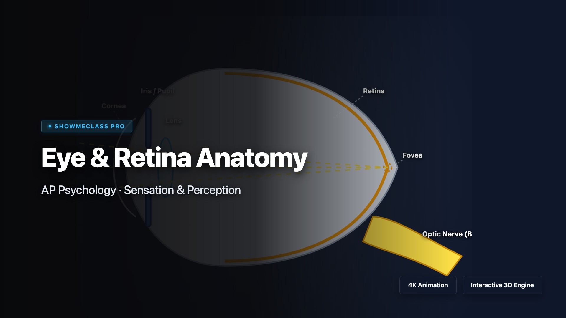 Eye & Retina Anatomy visualization thumbnail