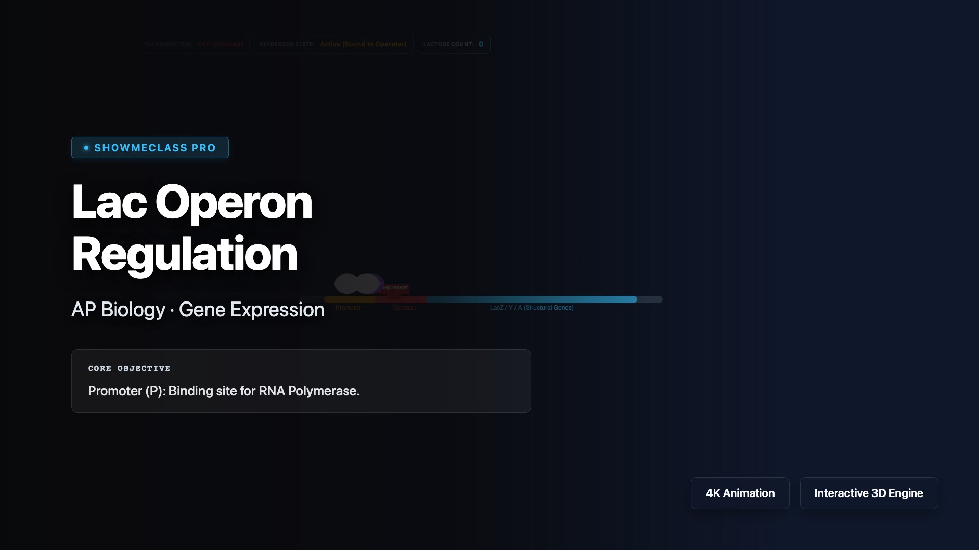 Lac Operon Regulation visualization thumbnail