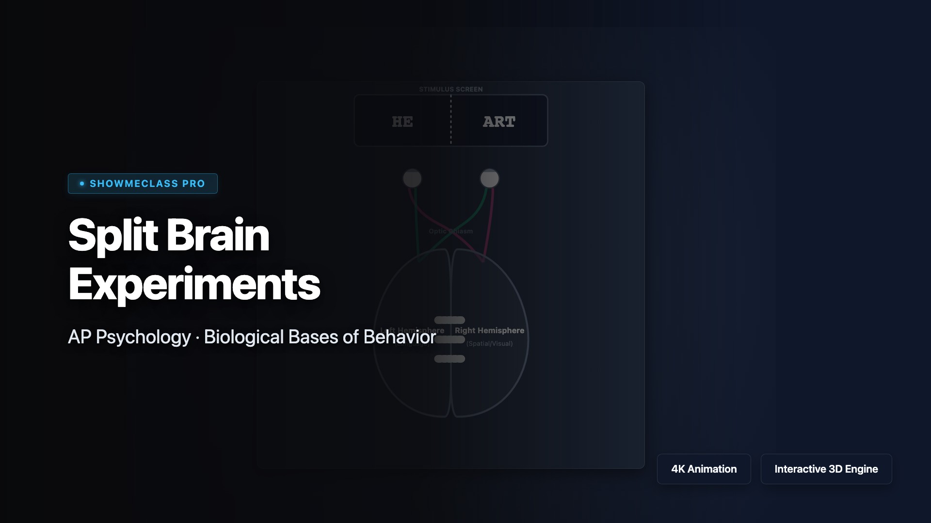 Split Brain Experiments visualization thumbnail